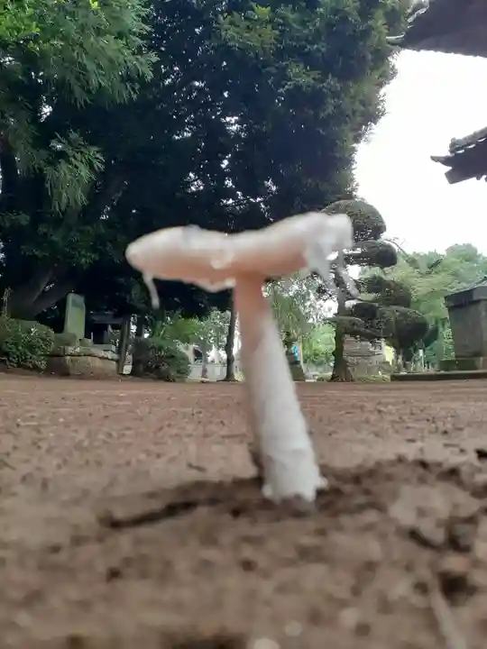 伏木香取神社の自然