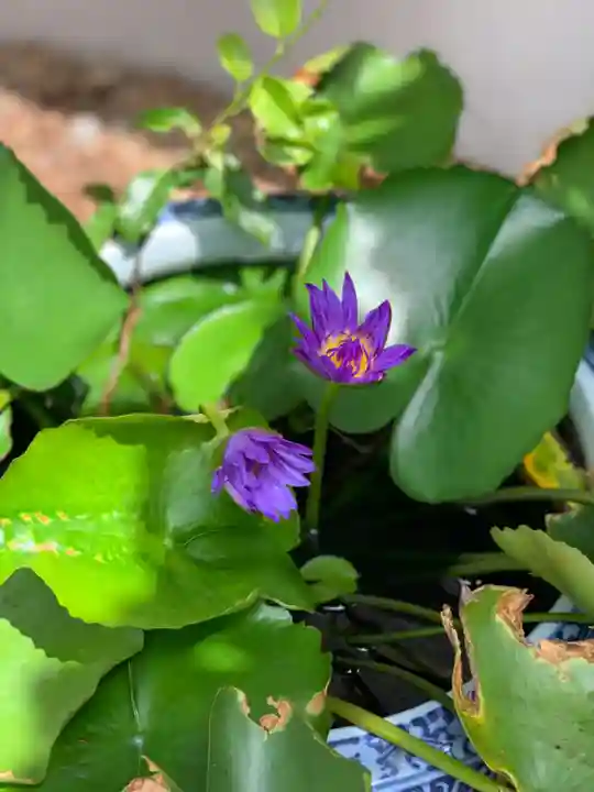 上行寺(静岡県)