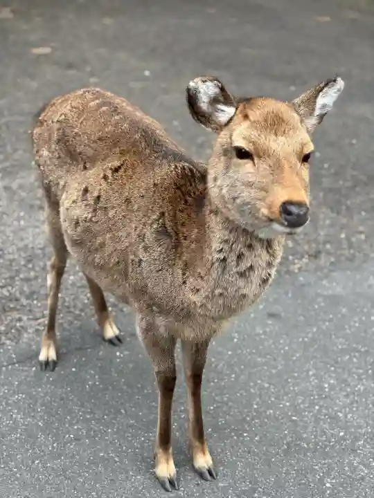 金華山黄金山神社の{uncategorized: "未分類", other: "その他", undefined: "問題あり", building: "その他建物", grave: "お墓", sacred_gate: "鳥居", guardian: "狛犬", statue: "像", buddha: "仏像", history: "歴史", nature: "自然", garden: "庭園", animal: "動物", pagoda: "塔", temizu: "手水舎", mountain_gate: "山門・神門", sanctuary: "本殿・本堂", subordinate: "末社・摂社", art: "芸術", scenery: "景色", jizo: "地蔵", ema: "絵馬", goshuin: "御朱印", omikuji: "おみくじ", items: "授与品その他", amulet: "お守り", goshuincho: "御朱印帳", eats: "食事", festival: "お祭り", votive_dance: "神楽", shichigosan: "七五三参", wedding: "結婚式", experience: "体験その他", initially: "初詣", around: "周辺", anti_infection: "感染症対策"}