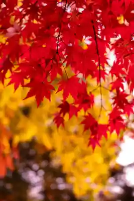 山家神社(長野県)