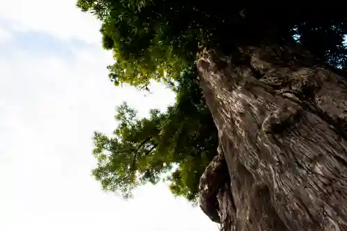前玉神社の自然