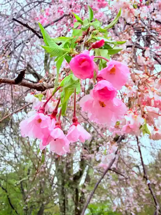吉野神宮の{uncategorized: "未分類", other: "その他", undefined: "問題あり", building: "その他建物", grave: "お墓", sacred_gate: "鳥居", guardian: "狛犬", statue: "像", buddha: "仏像", history: "歴史", nature: "自然", garden: "庭園", animal: "動物", pagoda: "塔", temizu: "手水舎", mountain_gate: "山門・神門", sanctuary: "本殿・本堂", subordinate: "末社・摂社", art: "芸術", scenery: "景色", jizo: "地蔵", ema: "絵馬", goshuin: "御朱印", omikuji: "おみくじ", items: "授与品その他", amulet: "お守り", goshuincho: "御朱印帳", eats: "食事", festival: "お祭り", votive_dance: "神楽", shichigosan: "七五三参", wedding: "結婚式", experience: "体験その他", initially: "初詣", around: "周辺", anti_infection: "感染症対策"}