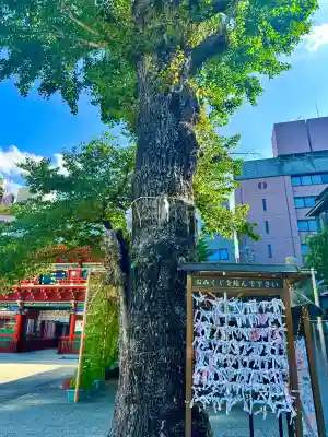 神田神社(神田明神)のおみくじ