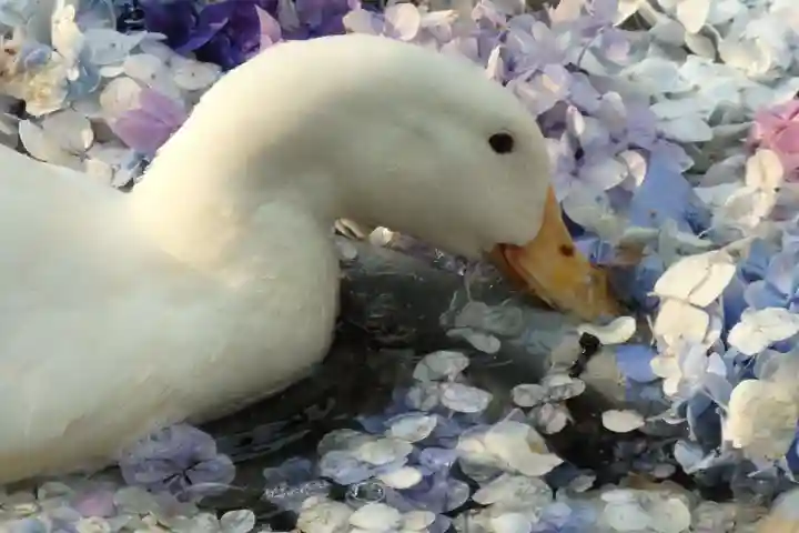 楽法寺(雨引観音)の動物