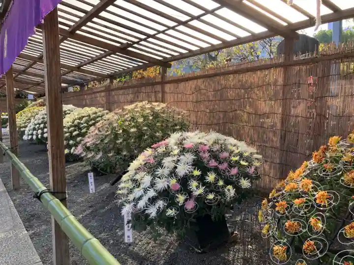 亀戸天神社(東京都)