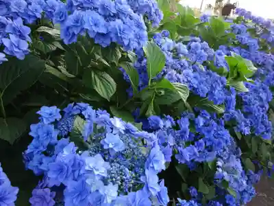 伊勢原 法泉寺の自然
