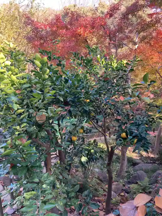 明王院(満願寺別院)の自然