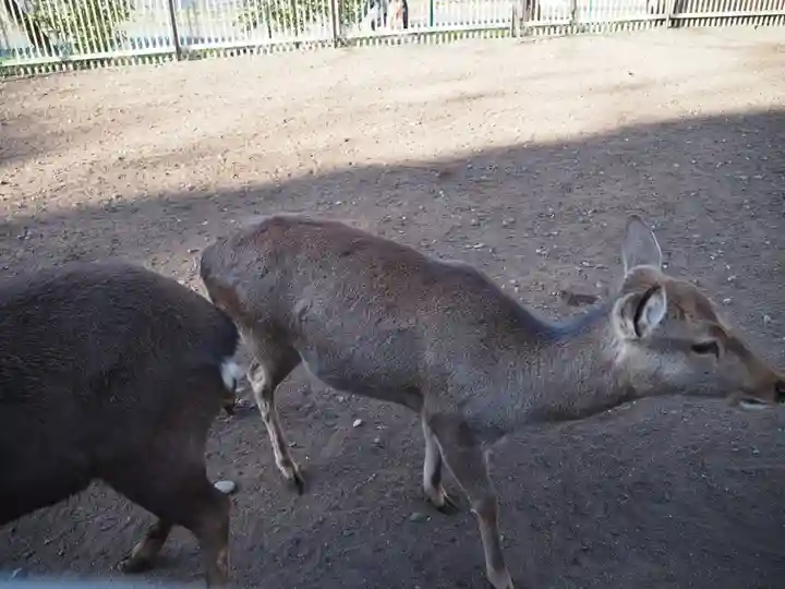 相州春日神社の動物