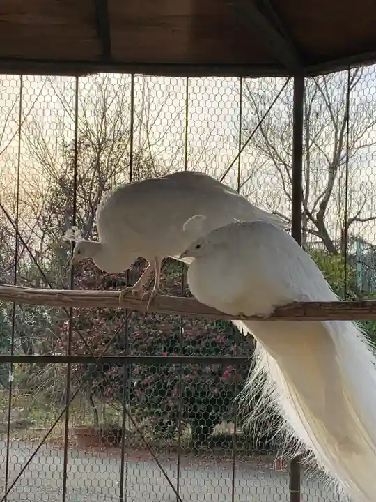 進雄神社の動物