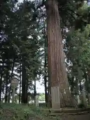 日枝神社 熊野神社の自然