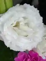 上尾御嶽神社の手水舎