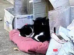 白金氷川神社の動物