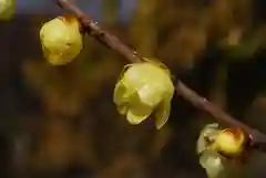 清水寺の自然