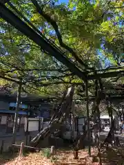 國領神社の自然