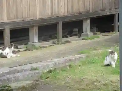 須賀神社の動物