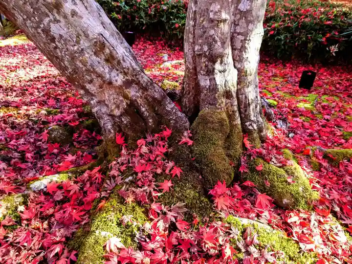 宝厳院(京都府)