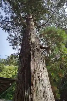 日枝神社(岐阜県)