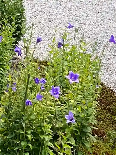 廬山寺（廬山天台講寺）の自然
