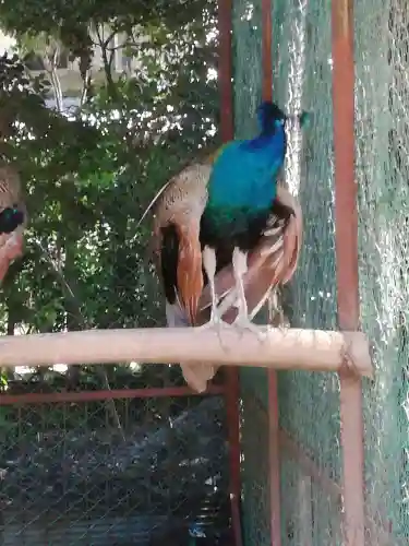 岩槻久伊豆神社の動物