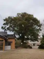 瓶井神社の自然