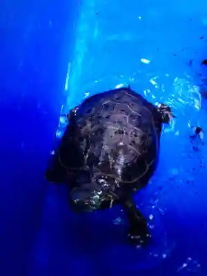 下谷神社(東京都)