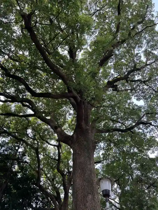 星川杉山神社(神奈川県)