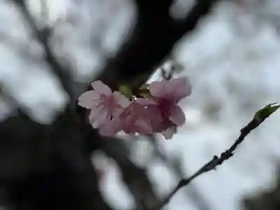出雲大社沖縄分社の自然
