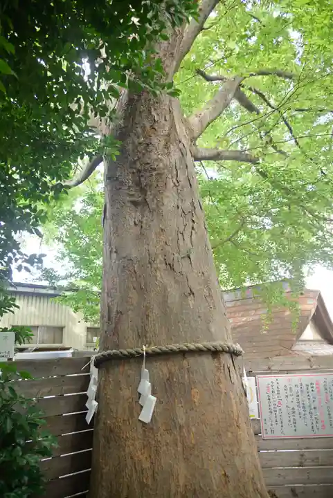 鎮守氷川神社の自然