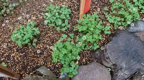 日光二荒山神社の自然