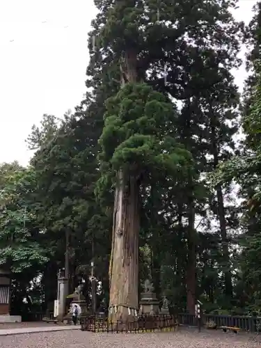 戸隠神社中社の自然