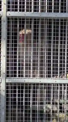 日吉大社(滋賀県)