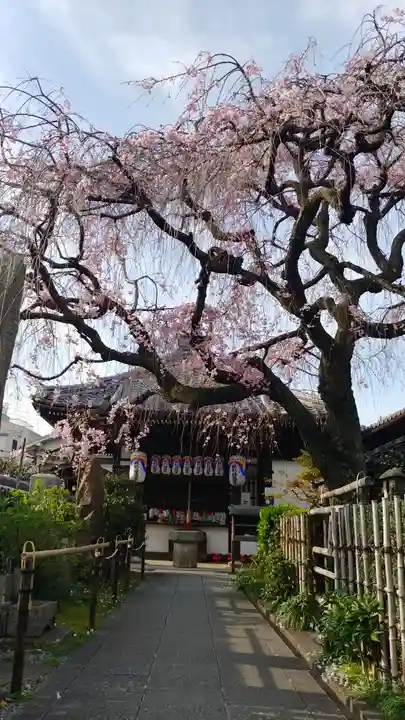 地蔵院(椿寺)の自然