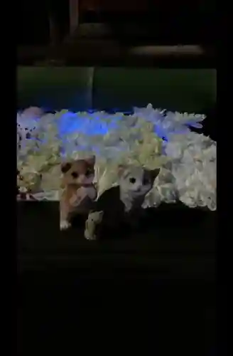 前玉神社の{uncategorized: "未分類", other: "その他", undefined: "問題あり", building: "その他建物", grave: "お墓", sacred_gate: "鳥居", guardian: "狛犬", statue: "像", buddha: "仏像", history: "歴史", nature: "自然", garden: "庭園", animal: "動物", pagoda: "塔", temizu: "手水舎", mountain_gate: "山門・神門", sanctuary: "本殿・本堂", subordinate: "末社・摂社", art: "芸術", scenery: "景色", jizo: "地蔵", ema: "絵馬", goshuin: "御朱印", omikuji: "おみくじ", items: "授与品その他", amulet: "お守り", goshuincho: "御朱印帳", eats: "食事", festival: "お祭り", votive_dance: "神楽", shichigosan: "七五三参", wedding: "結婚式", experience: "体験その他", initially: "初詣", around: "周辺", anti_infection: "感染症対策"}