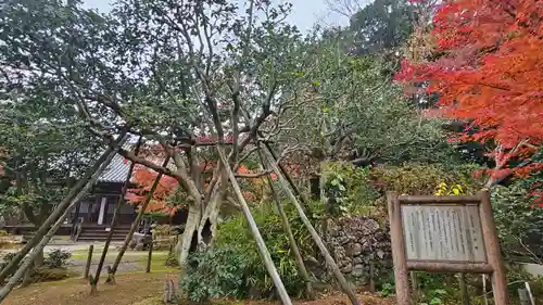 白毫寺(奈良県)