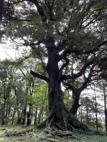 八幡神社の自然