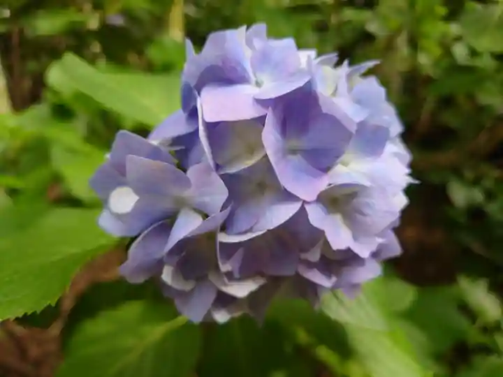 鈴鹿明神社(神奈川県)