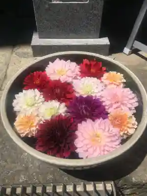 岡寺（龍蓋寺）の手水舎