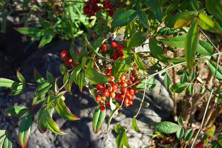 六波羅蜜寺の自然