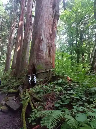 戸隠神社九頭龍社の御朱印