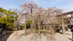 大石神社(京都府)