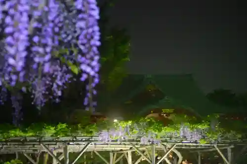亀戸天神社(東京都)
