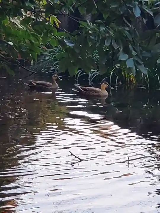 神明宮 (芋森神社)(栃木県)