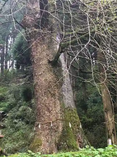 鷹屋神社の自然