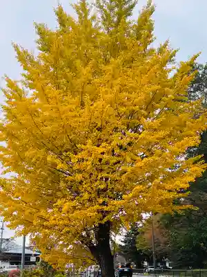 中尊寺(岩手県)