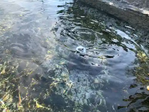 羽黒神社の手水