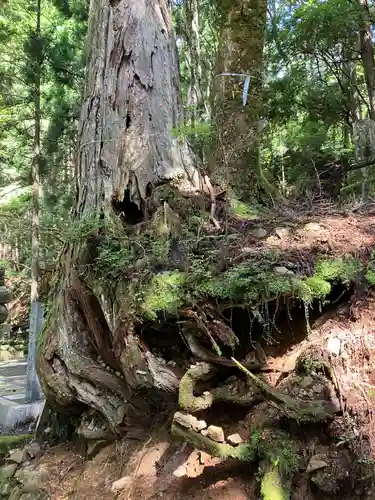 高野山金剛峯寺奥の院(和歌山県)