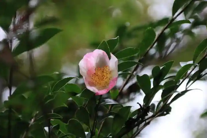 神炊館神社 ⁂奥州須賀川総鎮守⁂の庭園