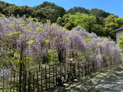 天台宗 五大山 白毫寺の{uncategorized: "未分類", other: "その他", undefined: "問題あり", building: "その他建物", grave: "お墓", sacred_gate: "鳥居", guardian: "狛犬", statue: "像", buddha: "仏像", history: "歴史", nature: "自然", garden: "庭園", animal: "動物", pagoda: "塔", temizu: "手水舎", mountain_gate: "山門・神門", sanctuary: "本殿・本堂", subordinate: "末社・摂社", art: "芸術", scenery: "景色", jizo: "地蔵", ema: "絵馬", goshuin: "御朱印", omikuji: "おみくじ", items: "授与品その他", amulet: "お守り", goshuincho: "御朱印帳", eats: "食事", festival: "お祭り", votive_dance: "神楽", shichigosan: "七五三参", wedding: "結婚式", experience: "体験その他", initially: "初詣", around: "周辺", anti_infection: "感染症対策"}