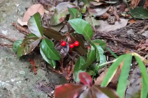 王宮伊豆神社の自然
