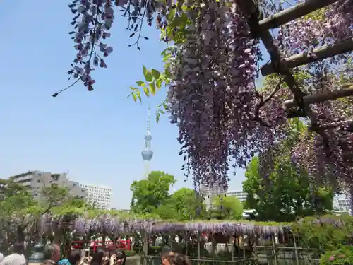 亀戸天神社の庭園